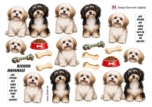 3D Bichon havanais hunde